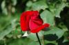 Красная роза -эмблема...